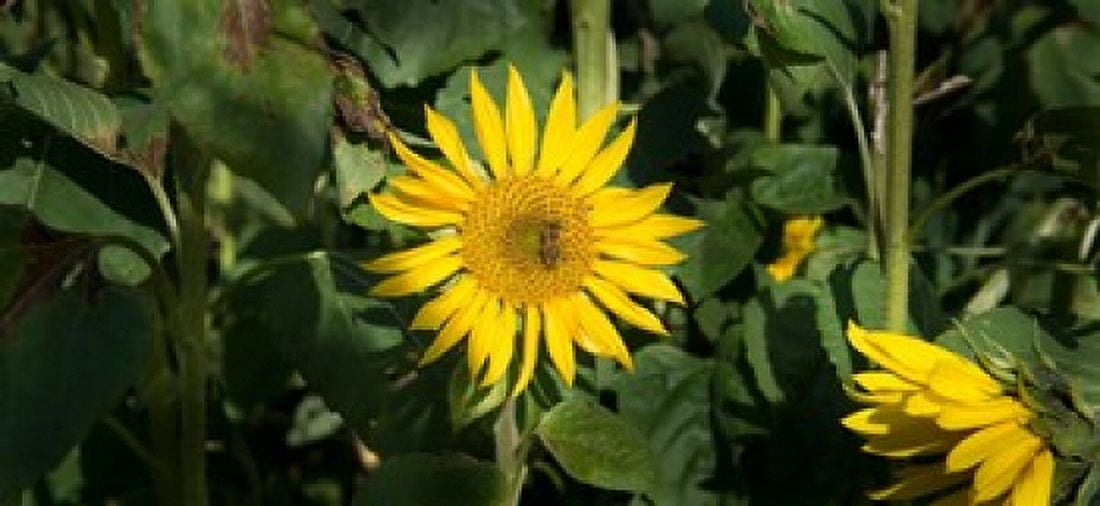 Bee on sunflower Baden-Wurttemberg Germany Canvas Art - Panoramic Images (24 x 12)