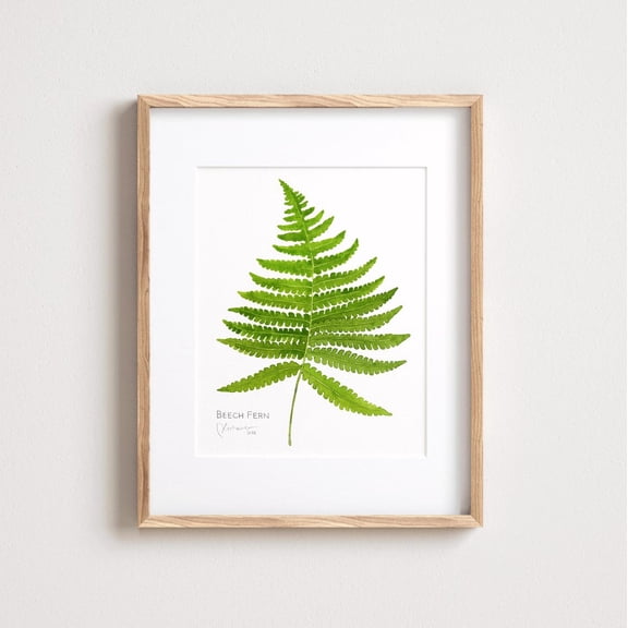 Beech Fern Botanical Print