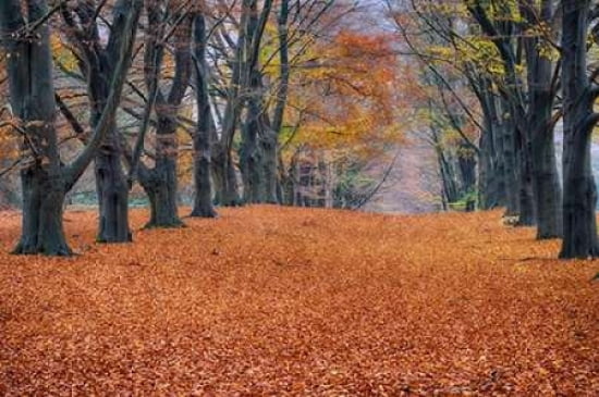 Beech Lane Canvas Art - Cora Niele (24 x 36)