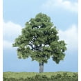 thumbnail image 1 of Beech Tree 4"/1pc, 1 of 2