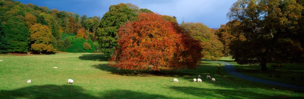 Beech Tree Glendalough Co Wicklow Ireland Canvas Art - The Irish Image Collection Design Pics (44 x 14)