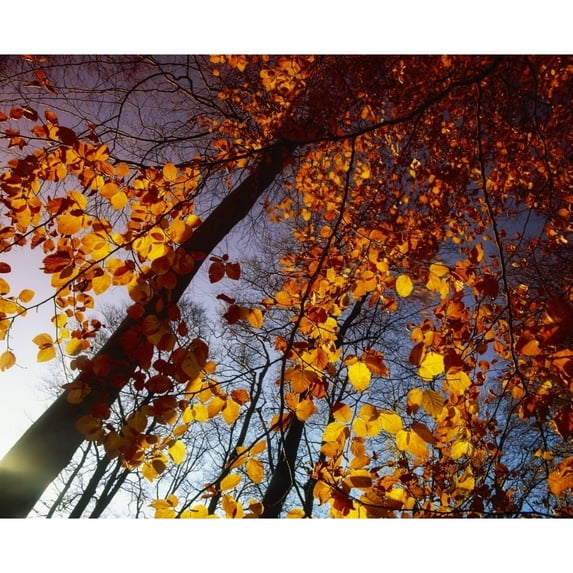 Beech Trees by The Irish Image Collection / Design Pics (16 x 13)