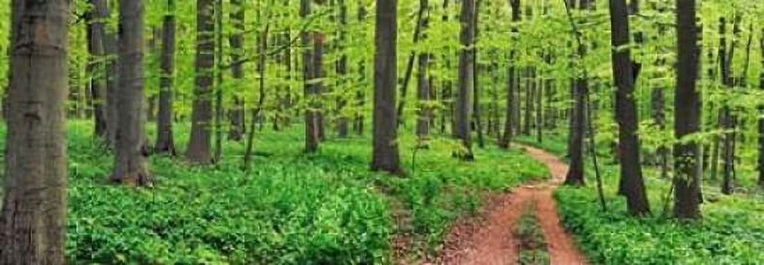Beech forest Germany Canvas Art - Frank Krahmer (10 x 20)