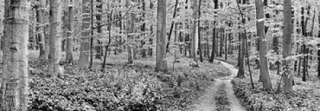 Beech forest Germany Canvas Art - Frank Krahmer (10 x 20)