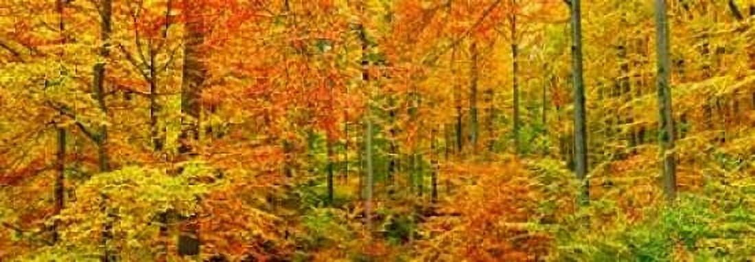 Beech forest in autumn Kassel Germany Canvas Art - Frank Krahmer (10 x 20)