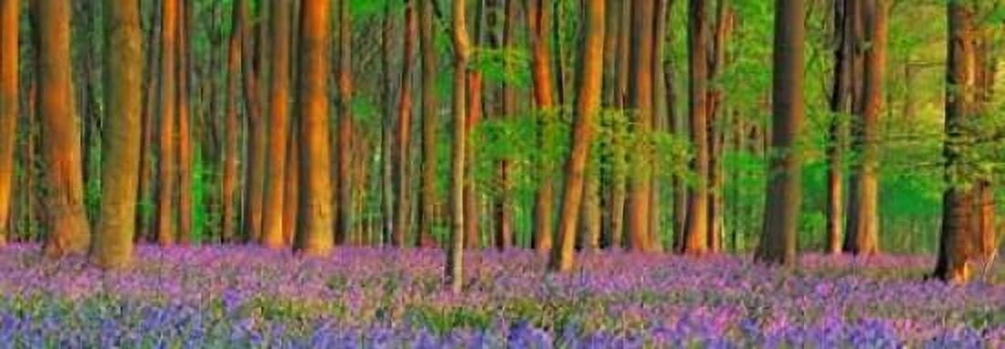 Beech forest with bluebells Hampshire England Canvas Art - Frank Krahmer (10 x 20)