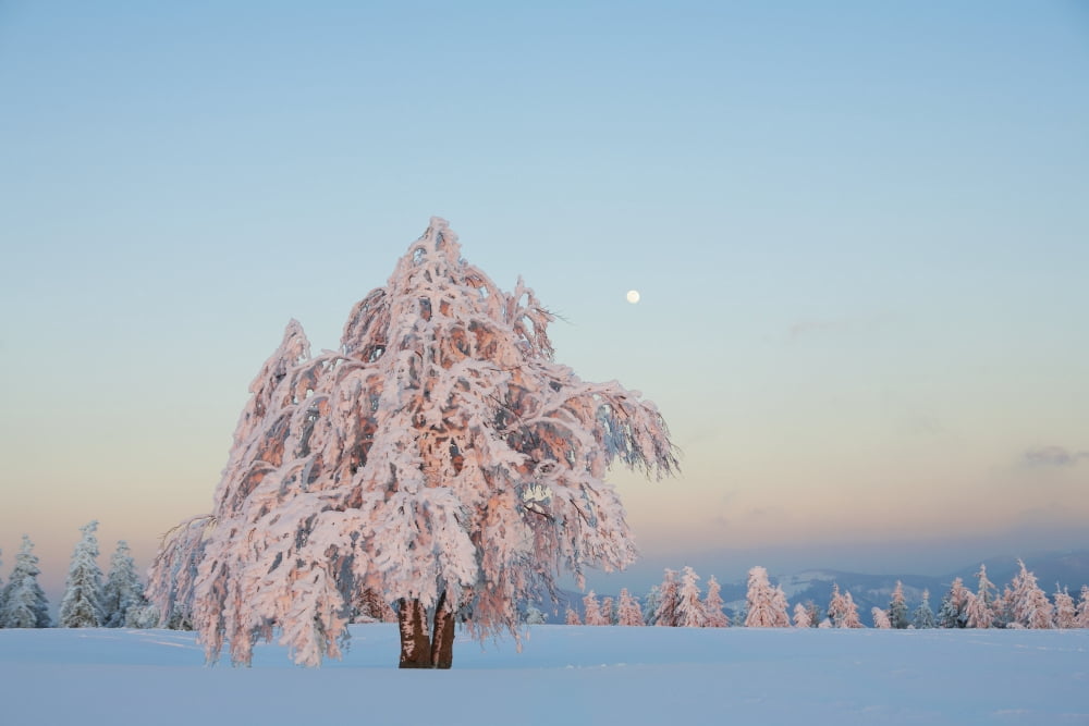 Beech tree covered in snow near Schauinsland Black Forest Germany Canvas Art - Carl Bruemmer Design Pics (19 x 12)
