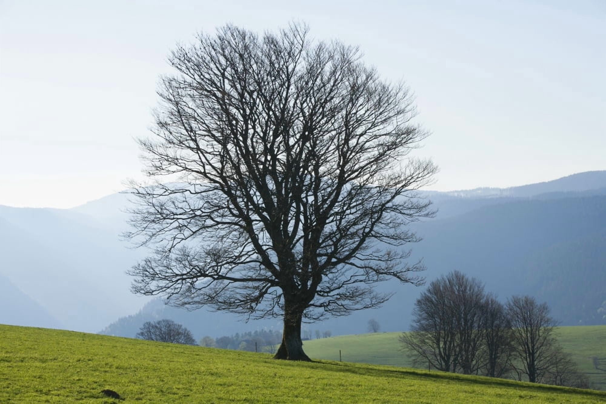Beech tree near Hofsgrund Black Forest Germany Canvas Art - Carl Bruemmer Design Pics (38 x 24)