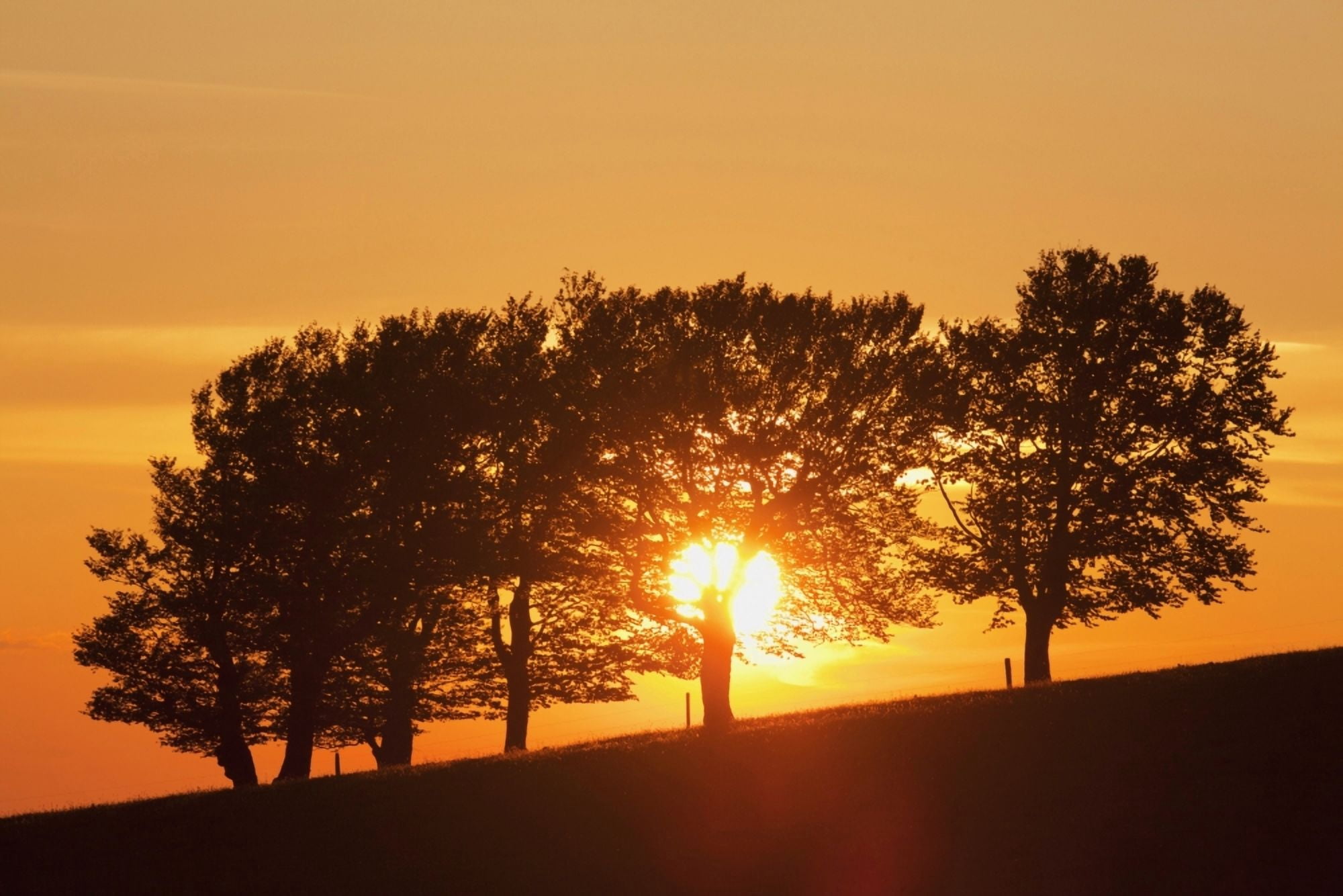Beech trees at sunset near Schauinsland Black Forest Germany Canvas Art - Carl Bruemmer Design Pics (38 x 24)
