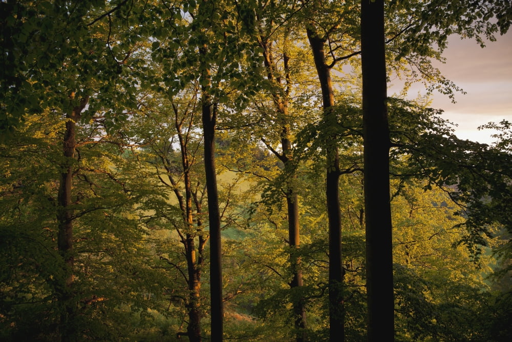 Beech trees near St Ulrich Black Forest Germany Canvas Art - Carl Bruemmer Design Pics (38 x 24)