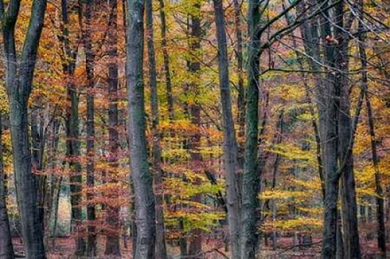 Beeches Canvas Art - Cora Niele (24 x 36)