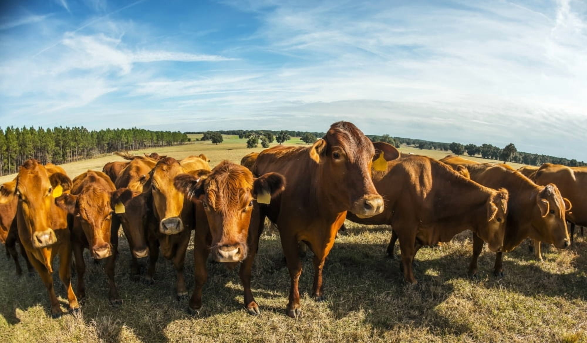 Beefmaster herd of cows Reddick Florida United States of America Canvas Art - Mark Emery  Design Pics (20 x 11)