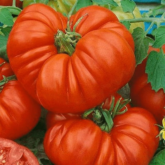 Better Boy Tomato Plants, 2 Live Slicer Plants in 4 in Pots, Non-GMO