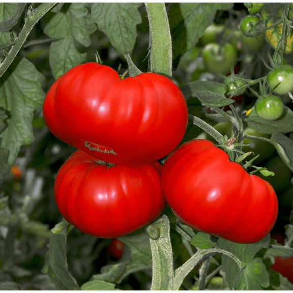 Beefsteak Tomato Plants Live for Planting, Live Tomatoes Plant in 4 Inch Pot, Size 4 to 6 Inch Tall