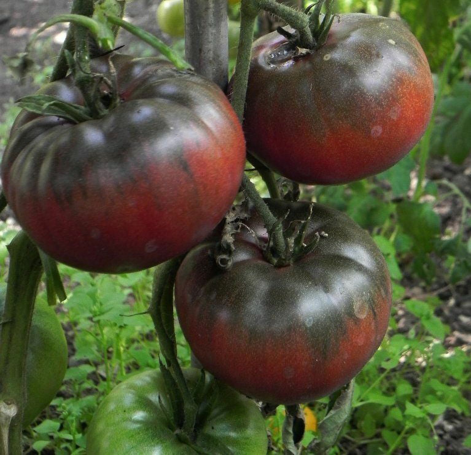 Beefsteak Tomatoes, Oxheart, Brandywine, Cherokee Purple, Black Krim