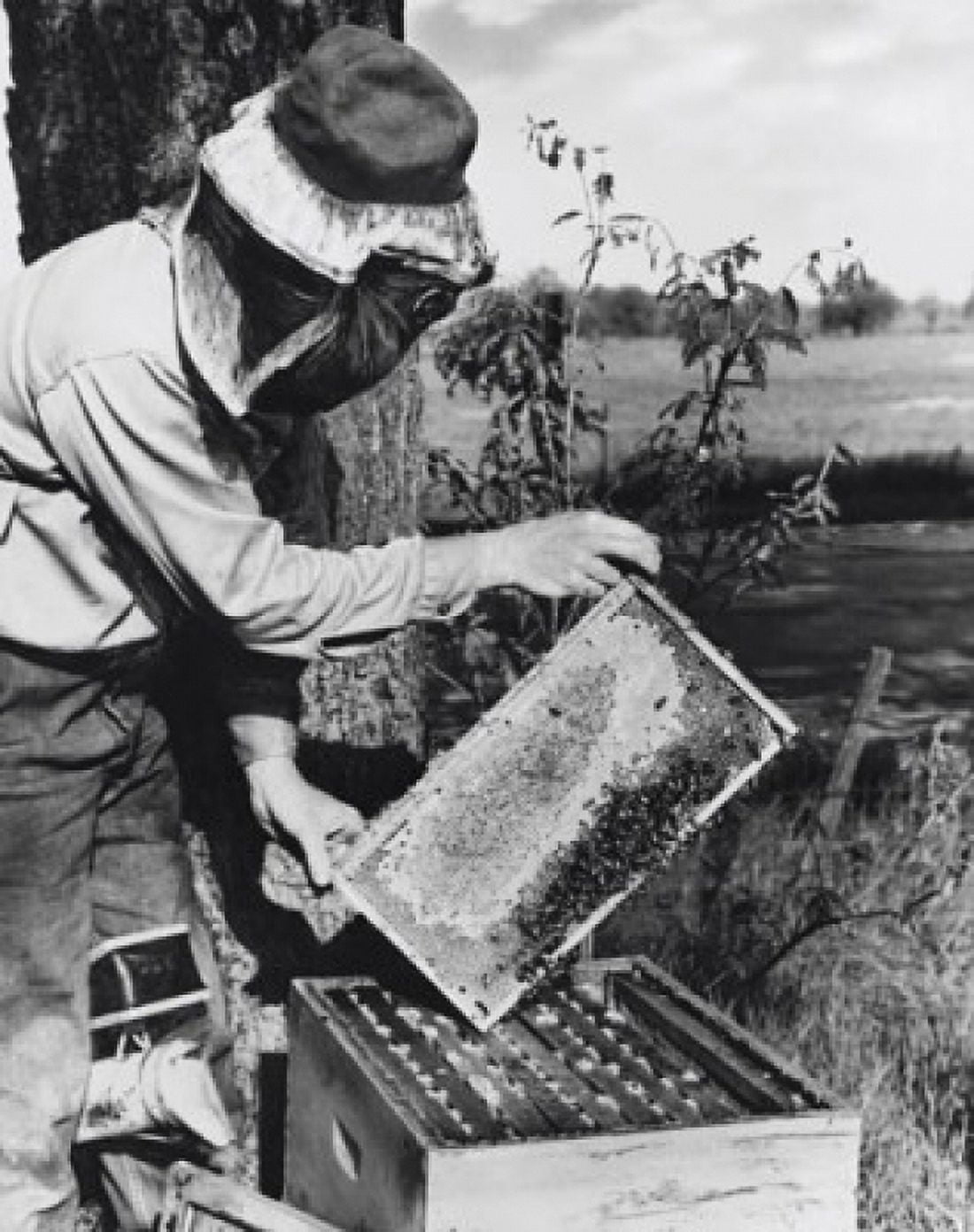 Beekeeper holding a honeycomb Canvas Art - (24 x 36)
