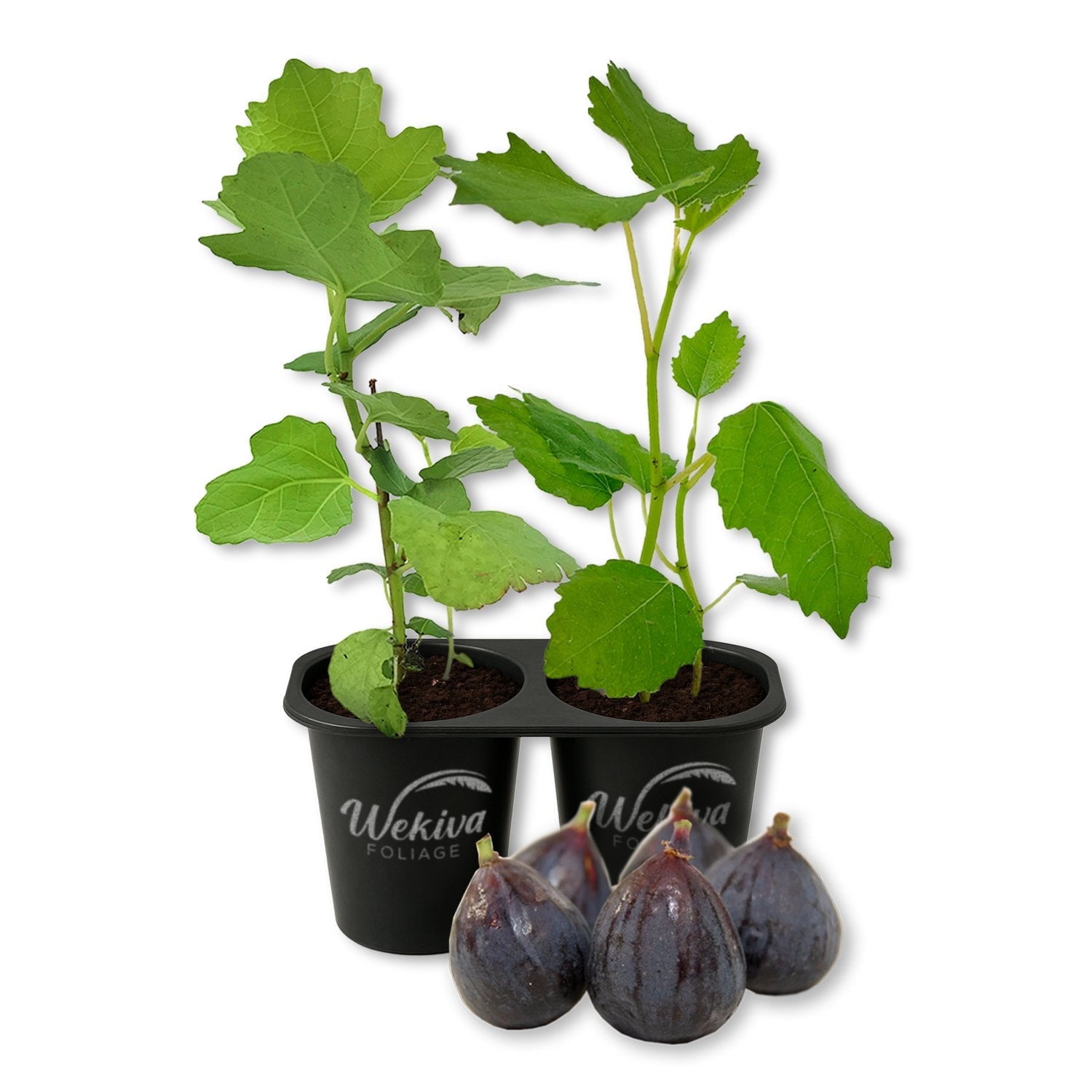 Beer's Black Fig Tree - 2 Live Starter Plants - Ficus Carica - Edible Fruit Tree for The Patio and Garden