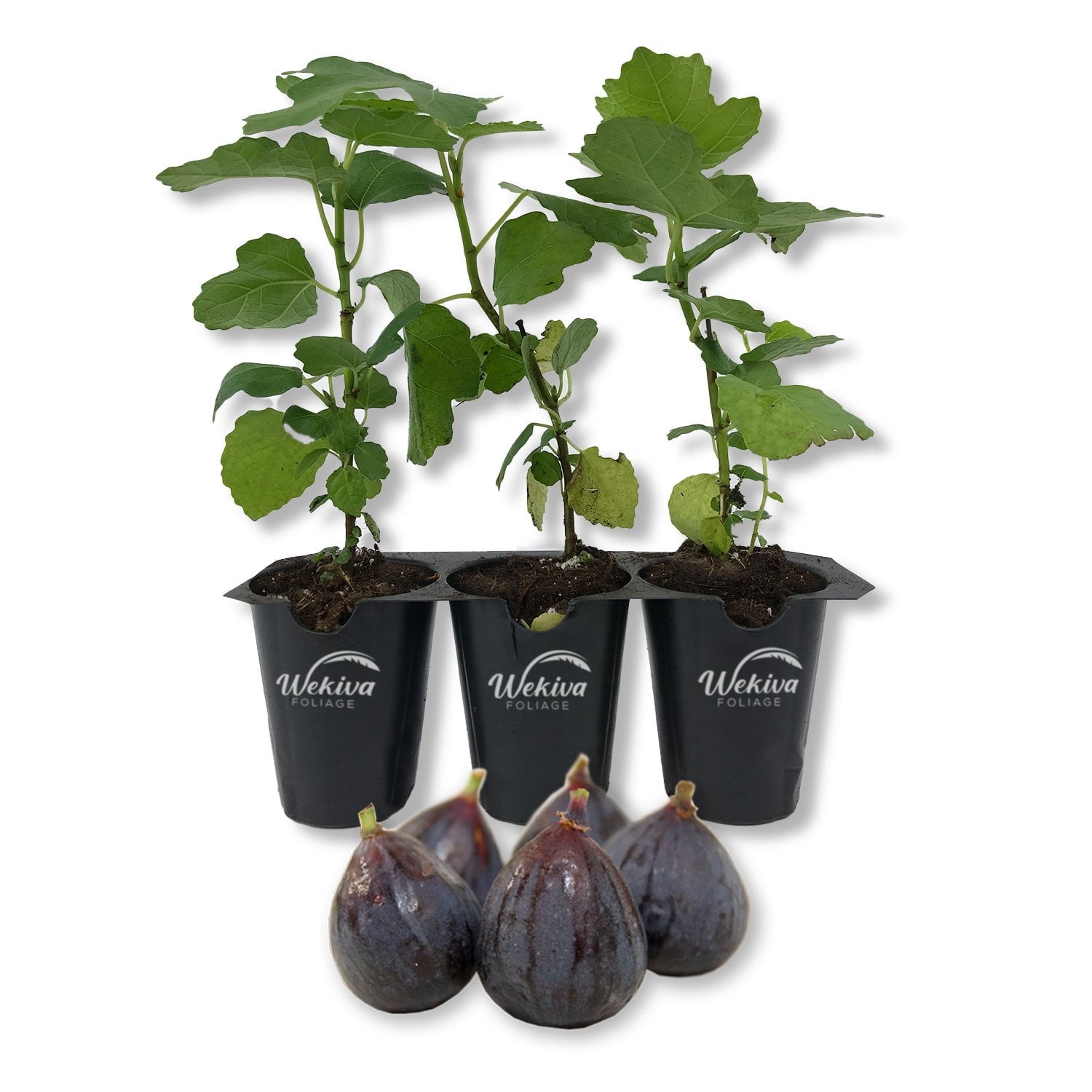 Beer's Black Fig Tree - 3 Live Tissue Culture Starter Plants - Ficus Carica - Edible Fruit Tree for The Patio and Garden