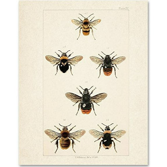 Bees - 11x14 Unframed Art Print - Great Gift for Nature Lovers