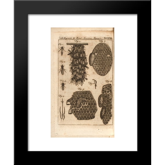 Bees 20x24 Framed Art Print by Revere, Paul