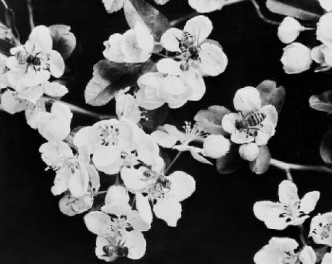 Bees gathering nectar on blossom Canvas Art - (24 x 36)