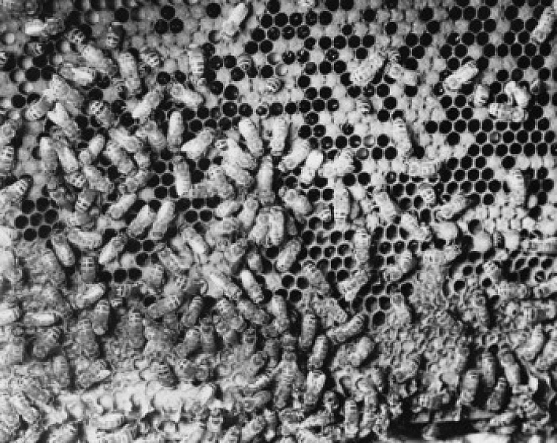 Bees on a honeycomb Canvas Art - (18 x 24)