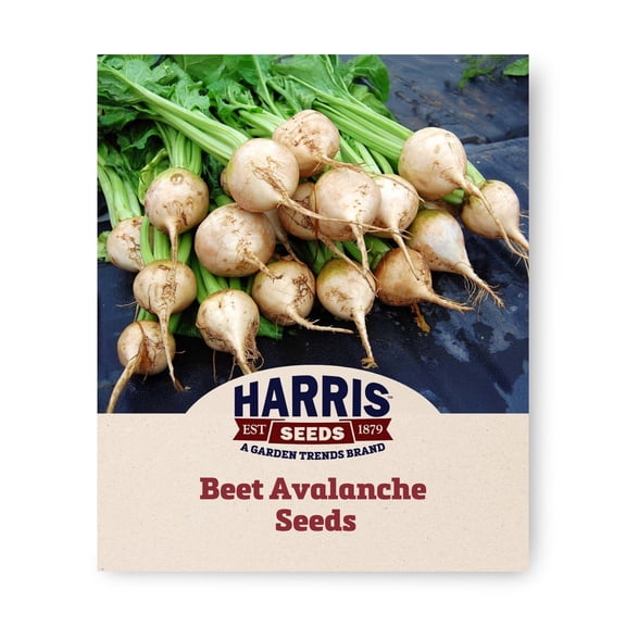 Harris Seeds Beet Avalanche, Treated, White Root Beet Variety, 250 Count