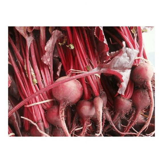 Beet Bulls Blood Great Heirloom Vegetable By Seed Kingdom 4,000 Seeds