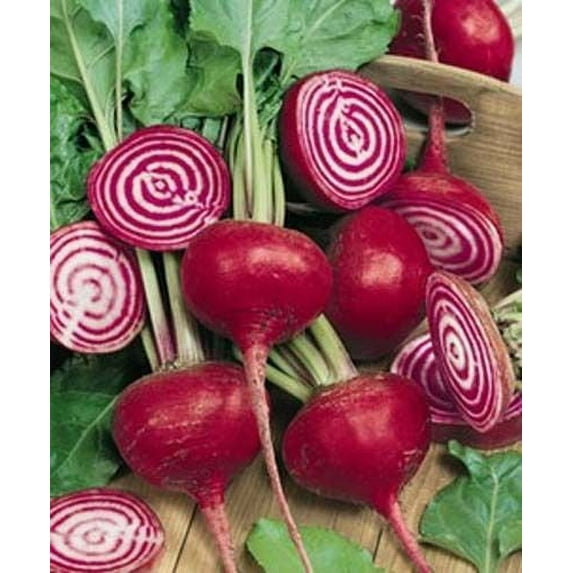 Beet Chioggia Great Heirloom Vegetable 300 Seeds
