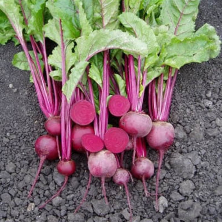 Hybrid Beet Root