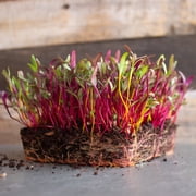 Beet Seeds - Rainbow Blend - 1 Oz 1,500 Seeds - Beta vulgaris - Farm & Garden Vegetable Gardening & Microgreens Seeds - Non-GMO, Heirloom, Open Pollinated, Annual