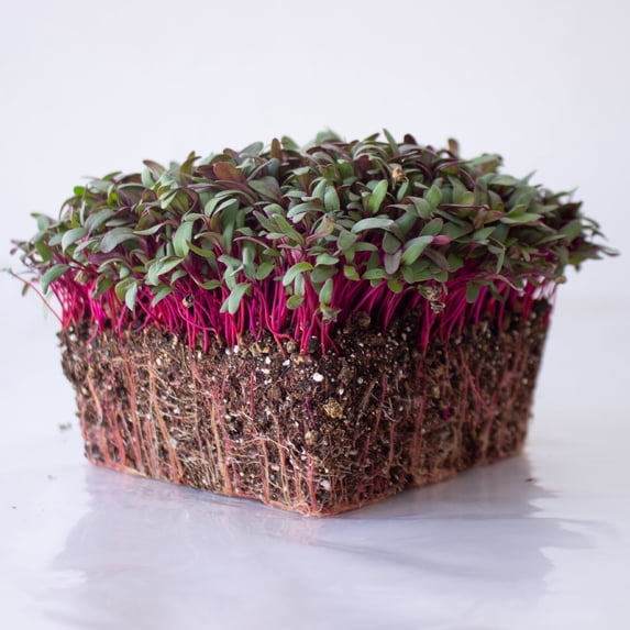 Beet Microgreens Seeds – 1 Lb ~24,000 Seeds – Beta vulgaris – Non-GMO, Heirloom, Open Pollinated, Annual