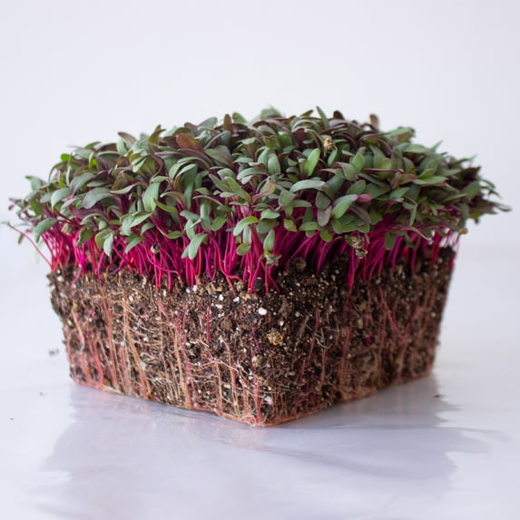Beet Seeds - Red Round - 50 Lb Bulk ~1,200,000 Seeds - Beta vulgaris - Microgreens Seeds - Non-GMO, Heirloom, Open Pollinated, Annual