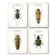 thumbnail image 1 of Beetle Collection by Gwendolyn Babbitt; Four 11x14 Poster Prints, 1 of 1