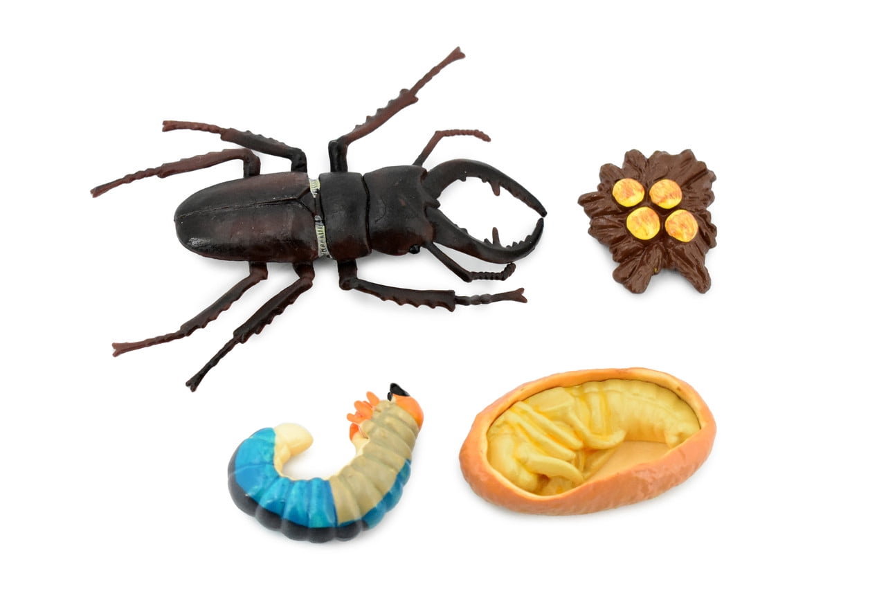 Beetle, Life Cycle of a Stag Beetle, 4 Stages, Museum Quality, Hand ...