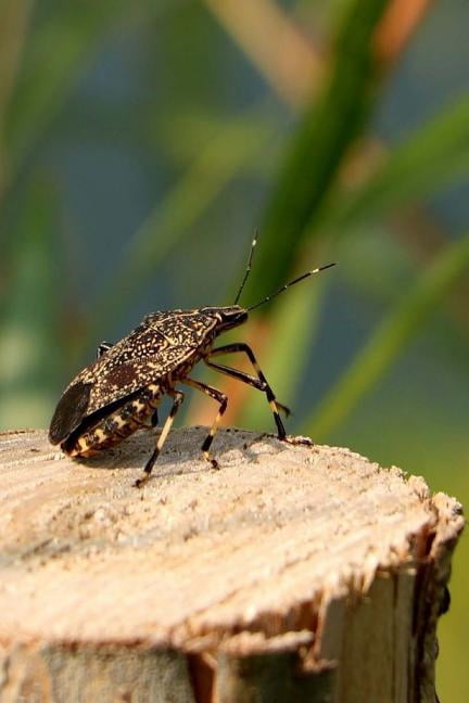Beetle Notebook (Paperback)