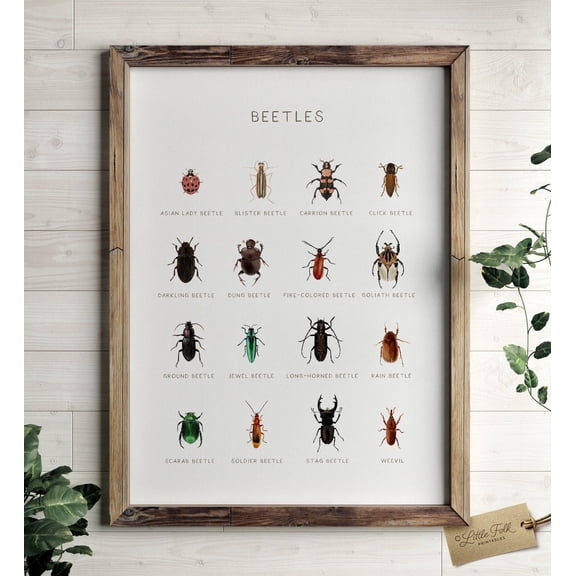 Beetle Species Educational Bug Postermontessori Homeschool Decor Nature Classroom Poster Poster, Unframed Size 8x12