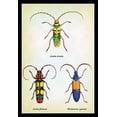 thumbnail image 1 of Beetles: Lamia Ornata, L. Formosa and Desmocerus Cyaneus #1- Fine Art Canvas Print (20" x 30"), 1 of 1