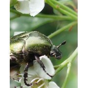 Beetles Paperback