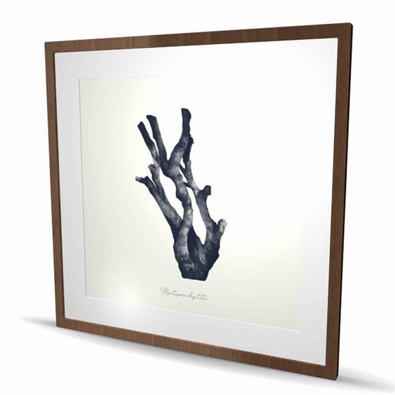 Begin Home Decor C1FM3636HMGL97 36 x 36 in. Montipora Digitata Coral Print - Coastal Aquatic Decor