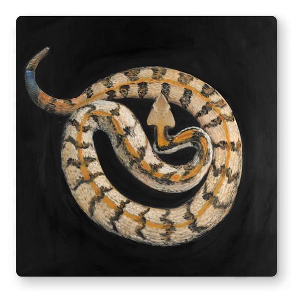 Begin Home Decor C1MP1616UDXCAK 16 x 16 in. Southern Timber Rattlesnake - Metal Print Wall Art for Home Decor