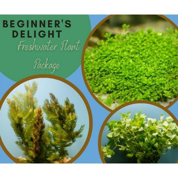 Beginner's Delight Freshwater Plant Package for Aquascaping (Set of 3) by Shore Aquatic