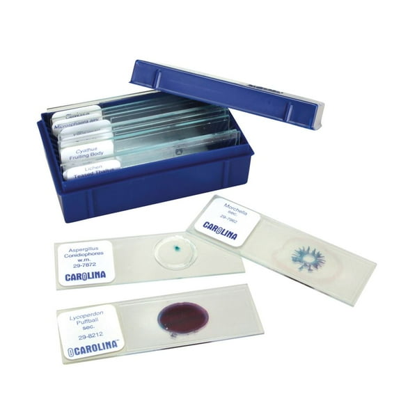 Beginner's Fungi Microscope Slide Set