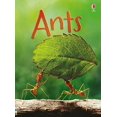 thumbnail image 1 of Pre-Owned Ants (Beginners) Paperback, 1 of 1