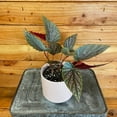 thumbnail image 1 of Begonia Angel Wing Benigo Pink, 4” Plant, The Plant Farm, 1 of 2