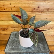 Begonia Angel Wing Benigo Pink, 4  Plant, The Plant Farm