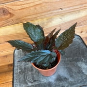 Begonia Angel Wing Lynda Dawn, 4  Plant, The Plant Farm