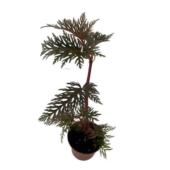 Begonia Bipinnatifida / Fern Leaf Begonia -2.5" Pot- House Plant or Terrarium