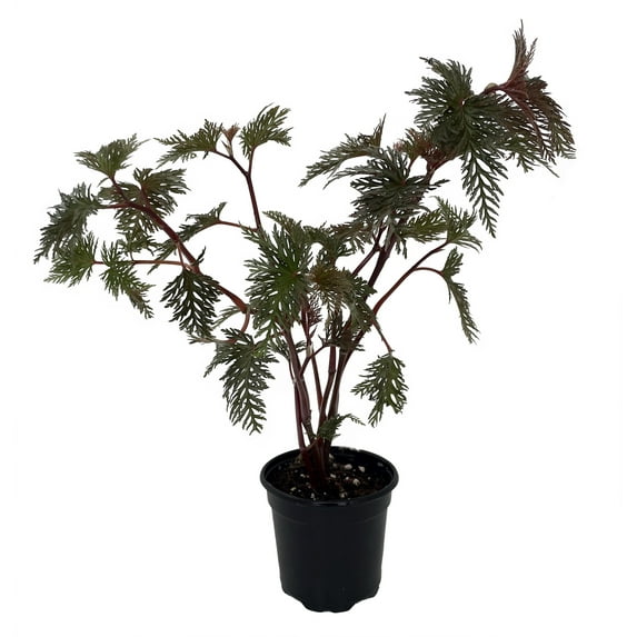 Begonia Bipinnatifida / Fern Leaf Begonia - 4" Pot- House Plant or Terrarium