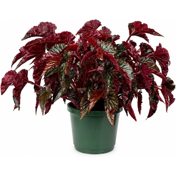 Begonia Black Magic Live Plant in 8 Inch Pot, Dark Foliage Houseplant with Textured Leaves for Indoor Spaces